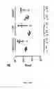 Fig. 05 - Bacteriophage strain capable of producing a lytic infection in the ST131-025B:H4 clone