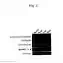 Fig. 04 - Glucuronosyltransferase, gene encoding same and use thereof