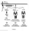 Fig. 02 - Truncated Constructs Related To RIPK3