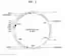 Fig. 02 - GENUS KOMAGATAEIBACTER RECOMBINANT MICROORGANISM, METHOD OF PRODUCING CELLULOSE USING THE SAME, AND METHOD OF PRODUCING THE MICROORGANISM