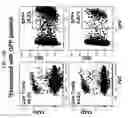 Fig. 08 - Modified stem cell memory T cells, methods of making and methods of using same