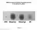 Fig. 06 - Therapeutic nuclease compositions and methods