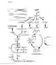 Fig. 02 - Optimized microbial cells for production of melatonin and other compounds