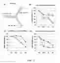 Fig. 02 - SMALL INTERFERENCE RNA COMPLEX WITH INCREASED INTRACELLULAR TRANSMISSION CAPACITY