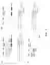 Fig. 07 - SMALL INTERFERENCE RNA COMPLEX WITH INCREASED INTRACELLULAR TRANSMISSION CAPACITY