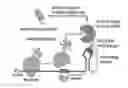 Fig. 01 - COMPOSITION FOR SOLUBILIZING TARGET PROTEIN AND USE THEREOF
