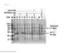 Fig. 04 - COMPOSITION FOR SOLUBILIZING TARGET PROTEIN AND USE THEREOF