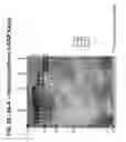 Fig. 34 - Multi-copy strategy for high-titer and high-purity production of multi-subunit proteins such as antibodies in transformed microbes such as 