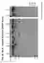 Fig. 35 - Multi-copy strategy for high-titer and high-purity production of multi-subunit proteins such as antibodies in transformed microbes such as 