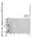 Fig. 44 - Multi-copy strategy for high-titer and high-purity production of multi-subunit proteins such as antibodies in transformed microbes such as 