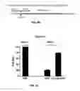 Fig. 09 - METHODS FOR IMPROVED HOMOLOGOUS RECOMBINATION AND COMPOSITIONS THEREOF