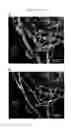 Fig. 09 - Super-Resolution Fluorescence Microscopy Method Using Improved Drift Compensation Markers