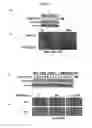 Fig. 22 - Method of treating cancer metastasis by CDK 4/6 inhibitors