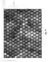 Fig. 05 - Capturing light-field images with uneven and/or incomplete angular sampling
