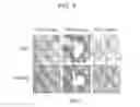 Fig. 06 - Humanized dipeptidyl-peptidase IV (DPP4) animals