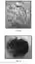 Fig. 03 - FORMULATIONS AND METHODS FOR ANTIFUNGAL ACTIVITY FROM PRUNUS MAACKII PERIDERM