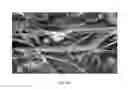 Fig. 24 - FORMULATIONS AND METHODS FOR ANTIFUNGAL ACTIVITY FROM PRUNUS MAACKII PERIDERM