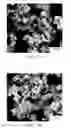 Fig. 04 - Crystal morphology for sodium reduction