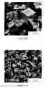 Fig. 09 - Crystal morphology for sodium reduction