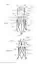 Fig. 02 - Heart valve prosthesis and method