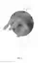 Fig. 09 - Glenosphere with hood for augmented fixation and related methods
