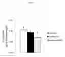 Fig. 02 - COMPOUND USE IN PROMOTING ENERGY EXPENDITURE