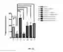 Fig. 08 - COMPOSITIONS AND METHODS COMPRISING BACTERIA FOR IMPROVING BEHAVIOR IN NEURODEVELOPMENTAL DISORDERS