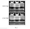 Fig. 02 - Stable formulations for CNS delivery of arylsulfatase A