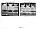 Fig. 04 - Stable formulations for CNS delivery of arylsulfatase A
