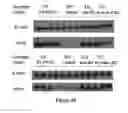Fig. 07 - Methods, antibodies, and vaccines utilizing epitopes of alpha synuclein for treatment of Parkinson's disease