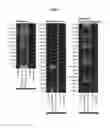Fig. 02 - RAPID METHOD OF GENERATING LIVE ATTENUATED VACCINES