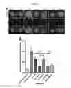 Fig. 04 - RAPID METHOD OF GENERATING LIVE ATTENUATED VACCINES