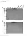 Fig. 20 - Method for producing virus like particles