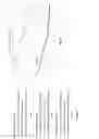 Fig. 04 - Agonist antibodies that bind human CD137 and uses thereof