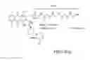 Fig. 01 - Binding protein drug conjugates comprising anthracycline derivatives
