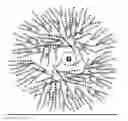 Fig. 01 - ANTI-INFECTIVE COMPOSITIONS COMPRISING PHYTOGLYCOGEN NANOPARTICLES