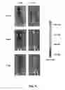 Fig. 07 - Nipah virus envelope pseudotyped lentiviruses and methods of their use