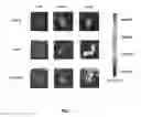 Fig. 08 - Nipah virus envelope pseudotyped lentiviruses and methods of their use