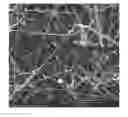 Fig. 01 - JELLYFISH EXTRACT NANOFIBERS