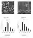 Fig. 02 - JELLYFISH EXTRACT NANOFIBERS