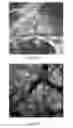 Fig. 07 - JELLYFISH EXTRACT NANOFIBERS