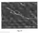 Fig. 04 - Protein biomaterials and biocoacervates and methods of making and using thereof