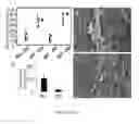 Fig. 02 - Compositions and methods for grafts modified with a non-thrombogenic and pro-migratory cell-derived extracellular matrix