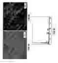 Fig. 06 - Bioactive Load-bearing Composites