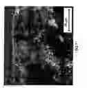 Fig. 08 - Bioactive Load-bearing Composites
