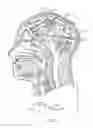Fig. 02 - COGNITIVE FUNCTION WITHIN A HUMAN BRAIN