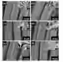 Fig. 01 - Preparation method of a visible-light-driven CC@SnS/SnOcomposite catalyst, and application thereof