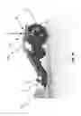 Fig. 28 - BRAKING AND CENTERING MECHANISMS FOR FOOT-DECK-BASED VEHICLES