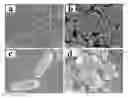 Fig. 01 - Magnetic nanoparticle microbial composite with core-shell structure, preparation method thereof, and its application in the treatment of azo dyes