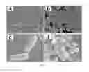 Fig. 02 - Magnetic nanoparticle microbial composite with core-shell structure, preparation method thereof, and its application in the treatment of azo dyes